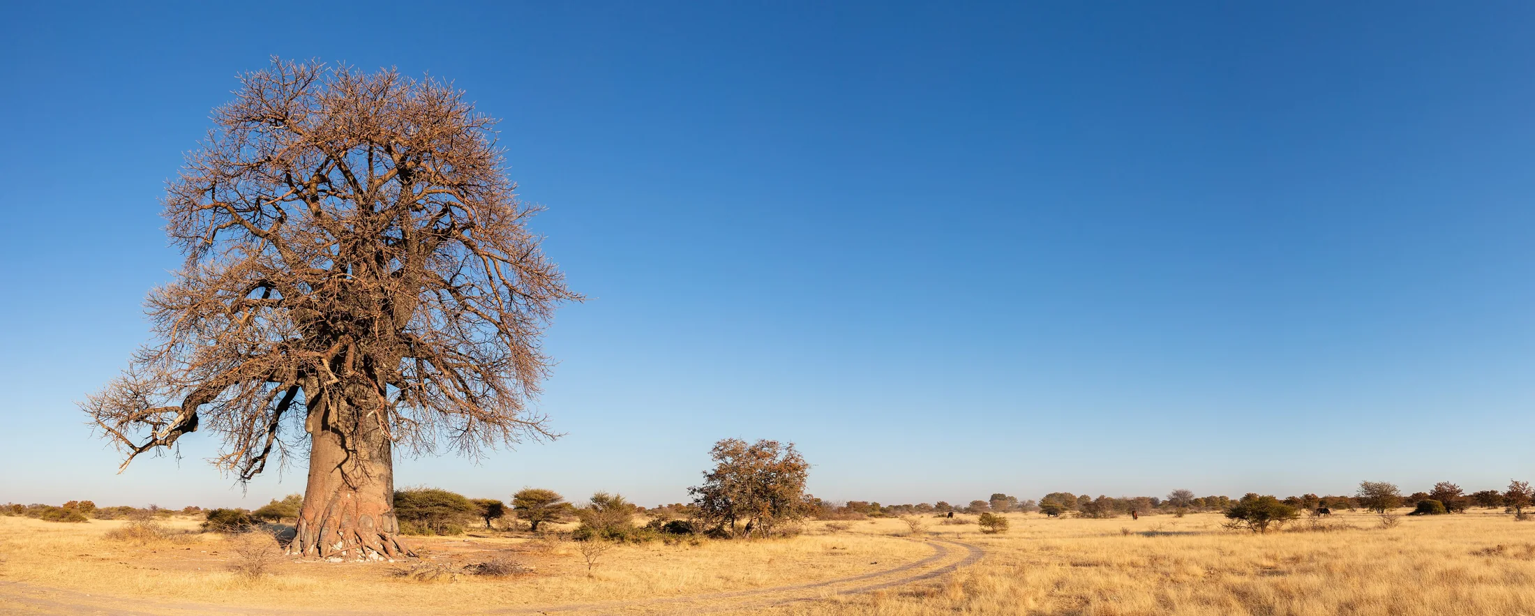 A baobab standing beside a dry track in Makgadikgadi Pans National Park